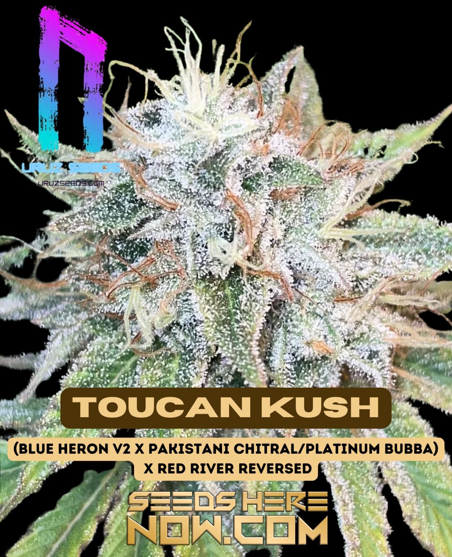 Toucan Kush (Feminized) - Uruz Seeds