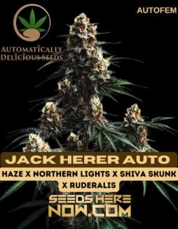 Jack Herer Auto (Autoflower) (space) Automatically Delicious