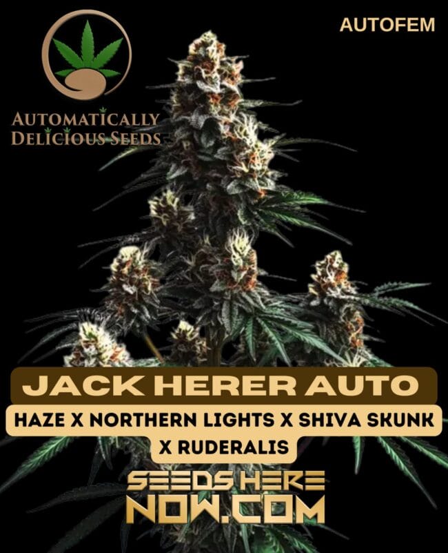 Jack Herer Auto (Autoflower) - Automatically Delicious