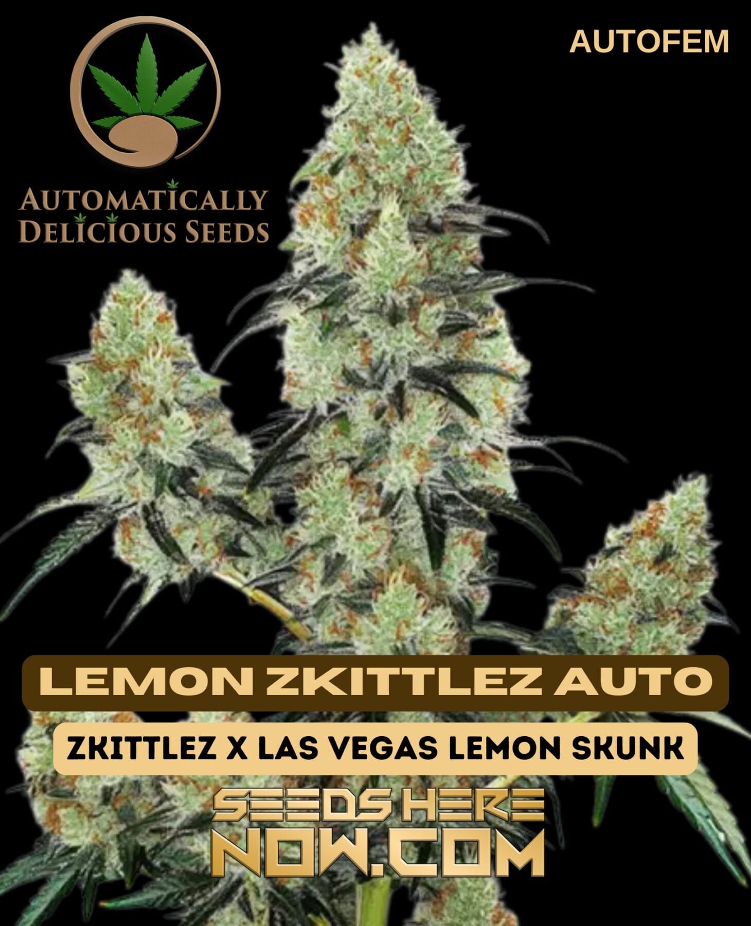 Lemon Zkittlez Auto (Autoflower) - Automatically Delicious