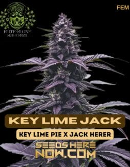 Key Lime Jack S1 (Feminized) (space) Elite Clone Seed CompanyKey Lime Jack S1 (Feminized) (space) Elite Clone Seed Company