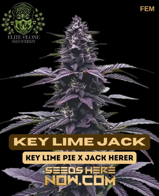 Key Lime Jack S1 (Feminized) - Elite Clone Seed Company