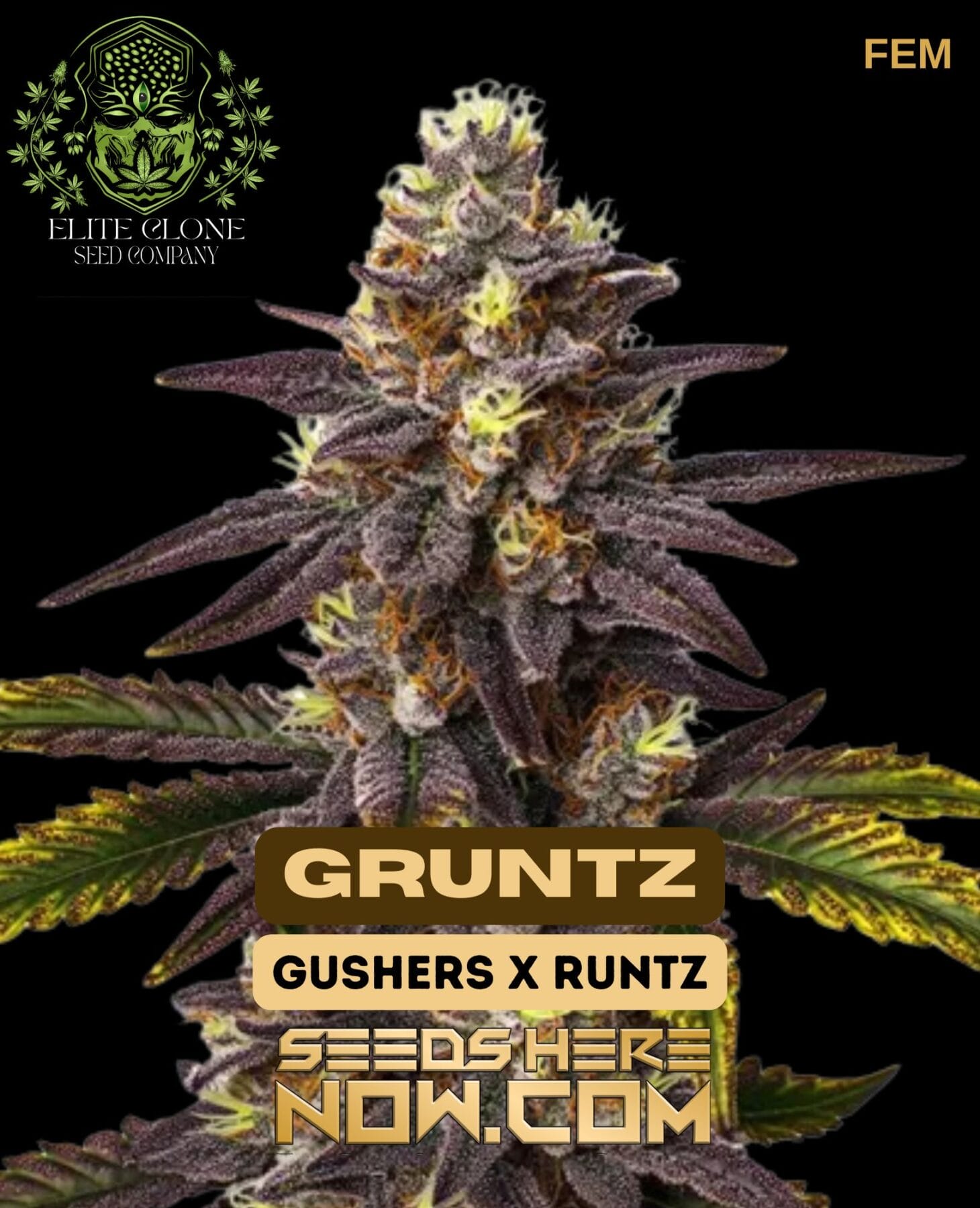 Gruntz S1 (Feminized) - Elite Clone Seed Company