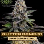 Glitter Bomb S1 (Feminized) - Elite Clone Seed Company