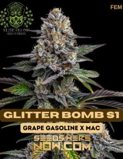 Glitter Bomb S1