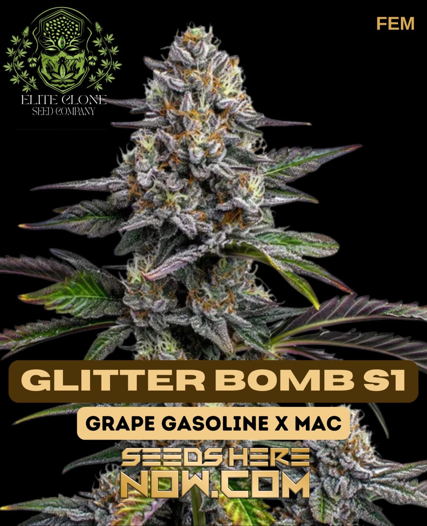 Glitter Bomb S1