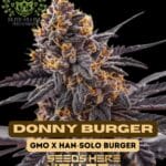 Donny Burger S1 (Feminized) - Elite Clone Seed Company