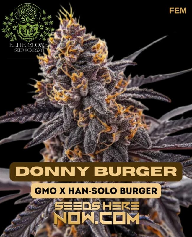 Donny Burger S1 (Feminized) - Elite Clone Seed Company