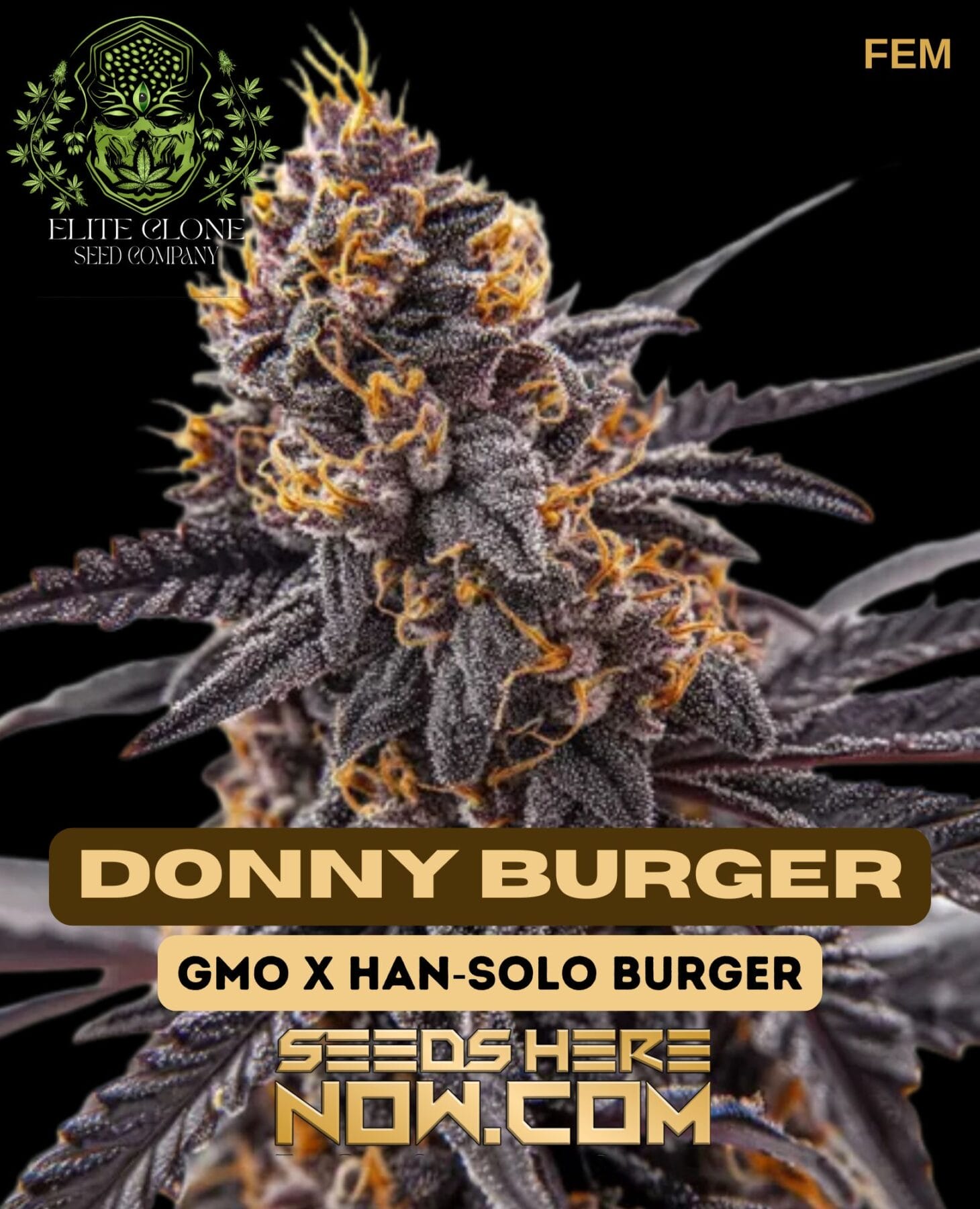 Donny Burger S1 (Feminized) - Elite Clone Seed Company