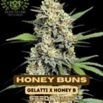 Honey Buns S1 (Feminized) - Elite Clone Seed Company