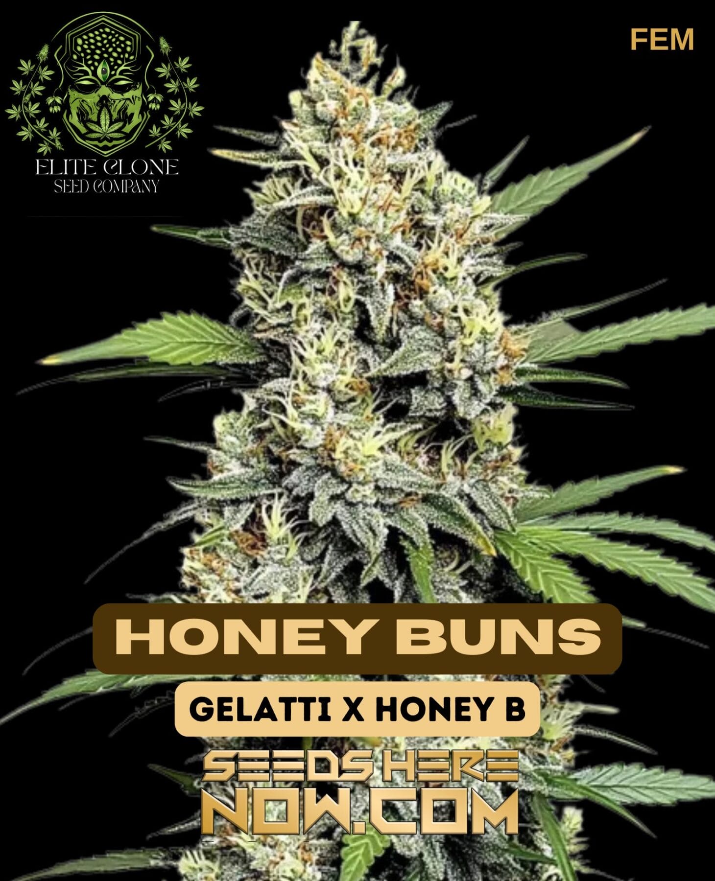Honey Buns