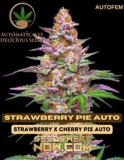 Strawberry Pie Auto (Autoflower) (space) Automatically Delicious