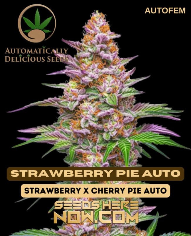 Strawberry Pie Auto (Autoflower) - Automatically Delicious