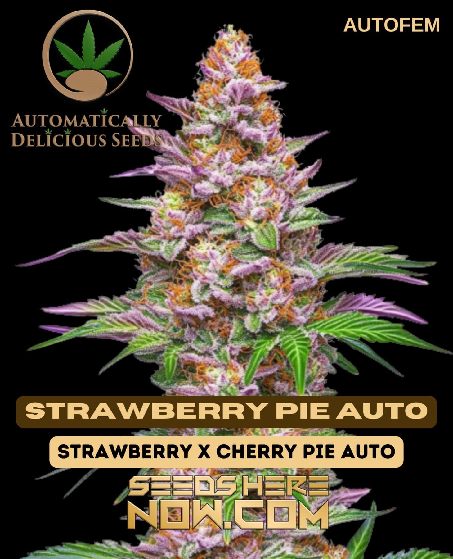 Strawberry Pie Auto (Autoflower) - Automatically Delicious