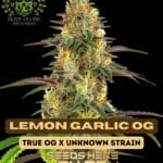 Lemon Garlic OG S1 (Feminized) - Elite Clone Seed Company