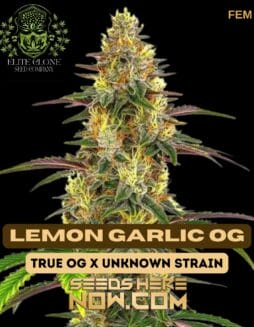 Lemon Garlic OG S1 (Feminized) (space) Elite Clone Seed Company