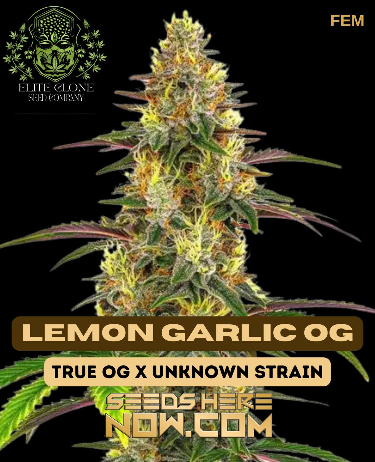 Lemon Garlic OG S1 (Feminized) - Elite Clone Seed Company