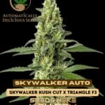 Skywalker (Autoflower) - Automatically Delicious