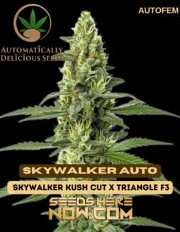 Skywalker Autoflower (Autoflower) (space) Automatically Delicious
