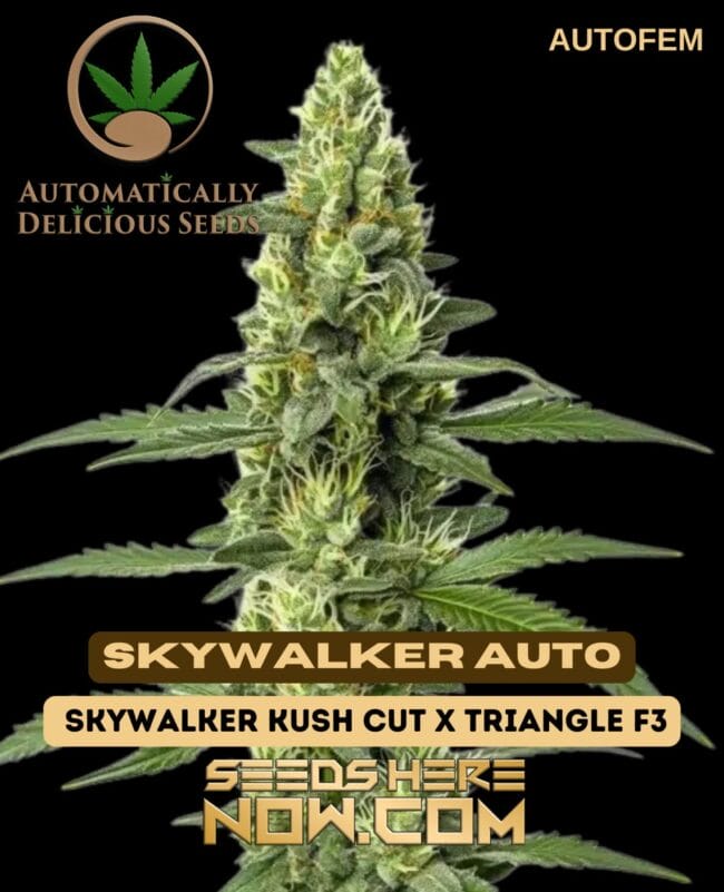 Skywalker Autoflower (Autoflower) - Automatically Delicious