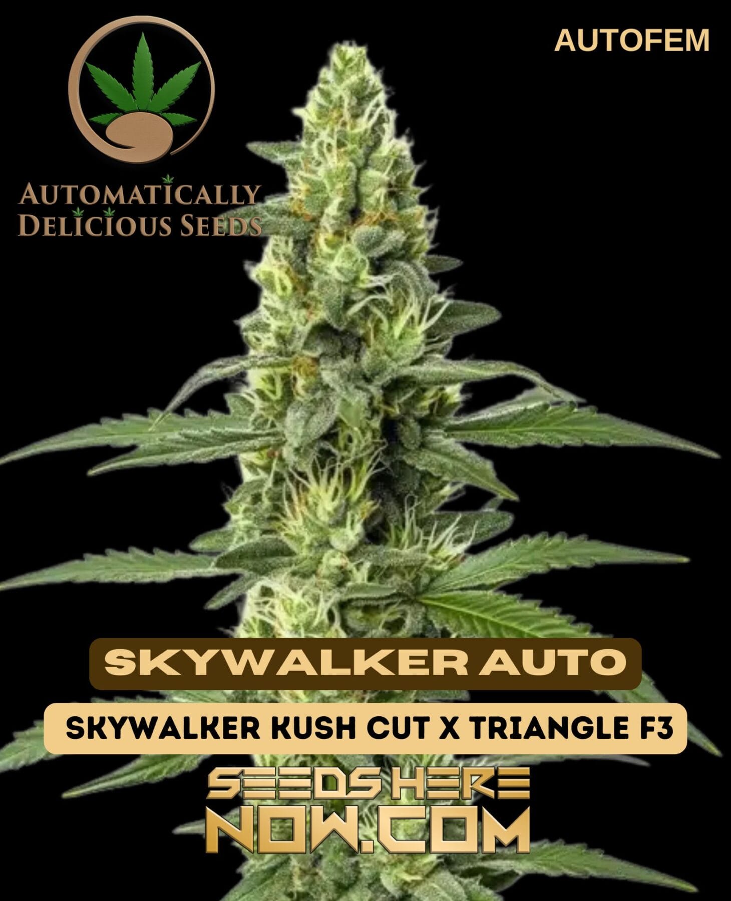 Skywalker Auto (Autoflower) - Automatically Delicious