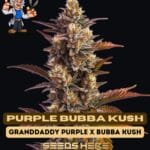 Purple Bubba Kush (Feminized) - Dr. Blaze