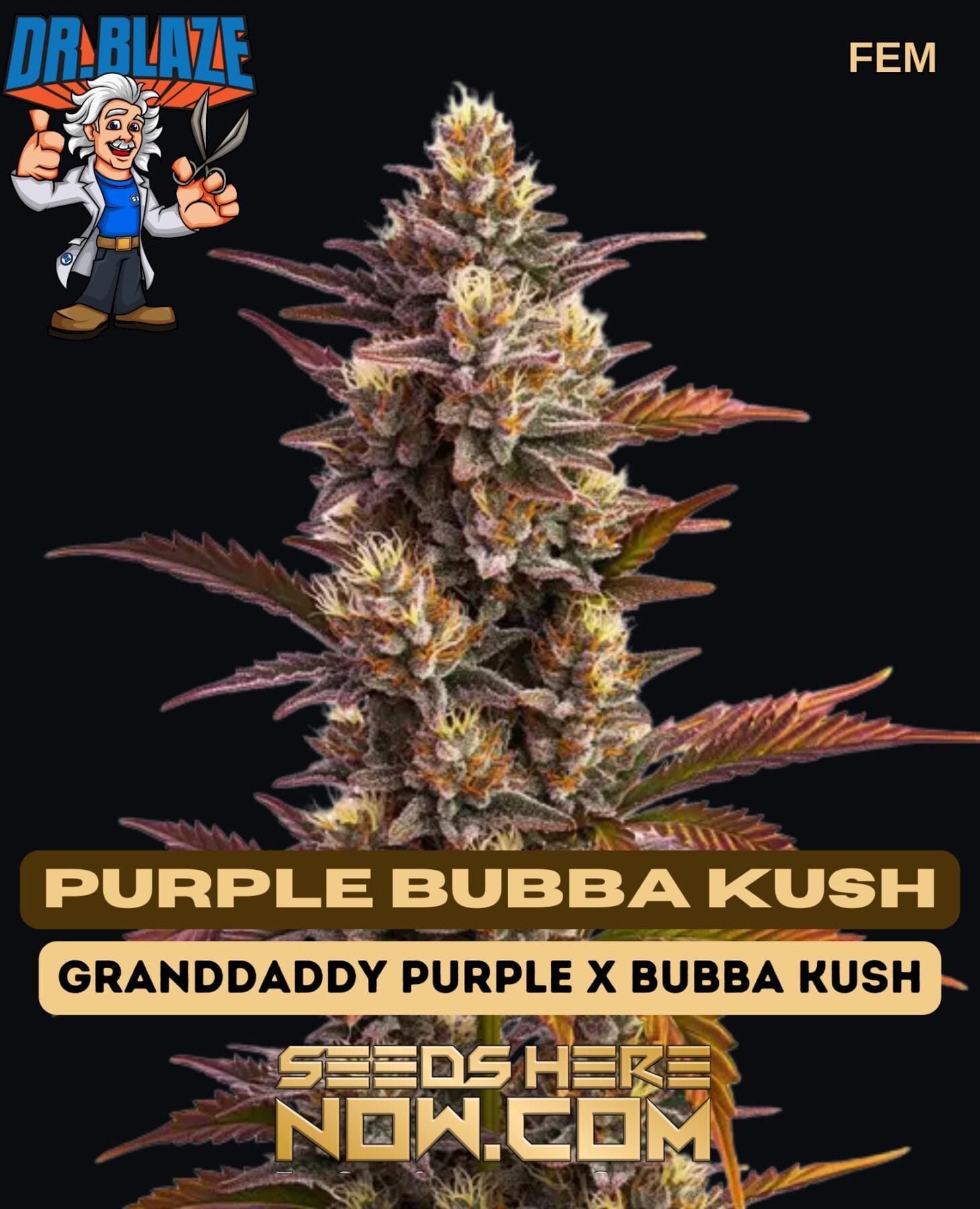 Purple Bubba Kush
