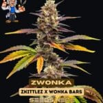 Zwonka (Feminized) - Dr. Blaze