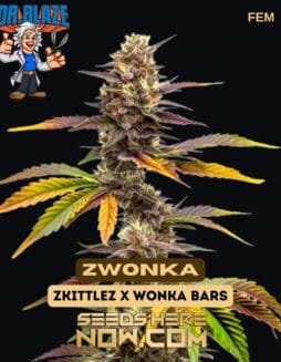 Zwonka (Feminized) (space) Dr. Blaze