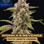 Wonka's Revenge (Feminized) - Pure XX