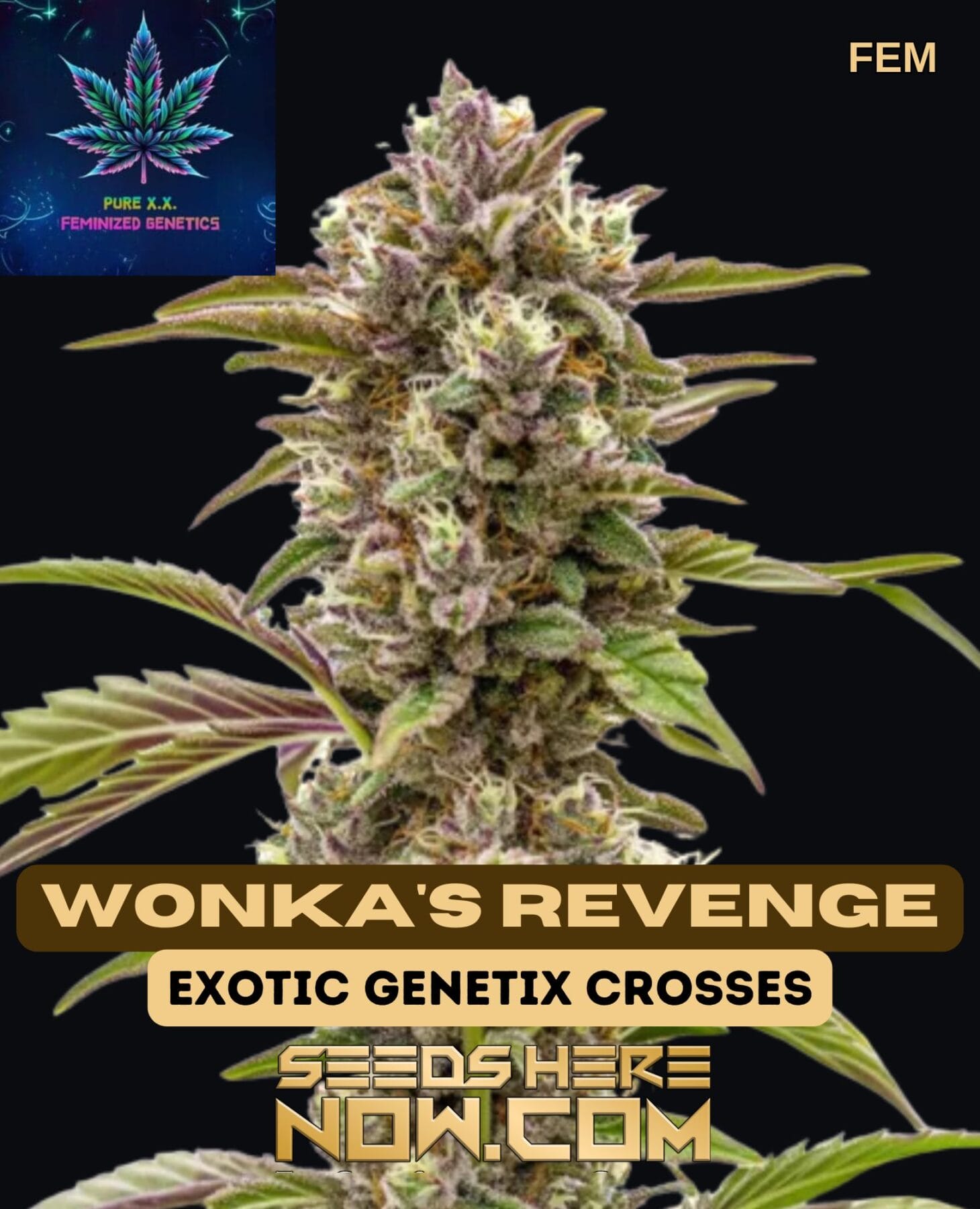 Wonka's Revenge (Feminized) - Pure XX