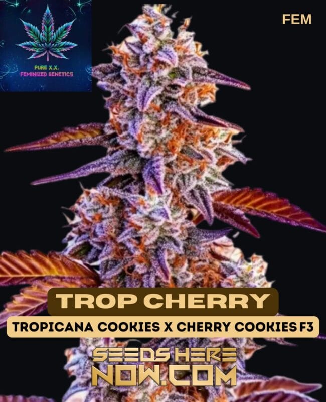 Trop Cherry (Feminized) - Pure XX