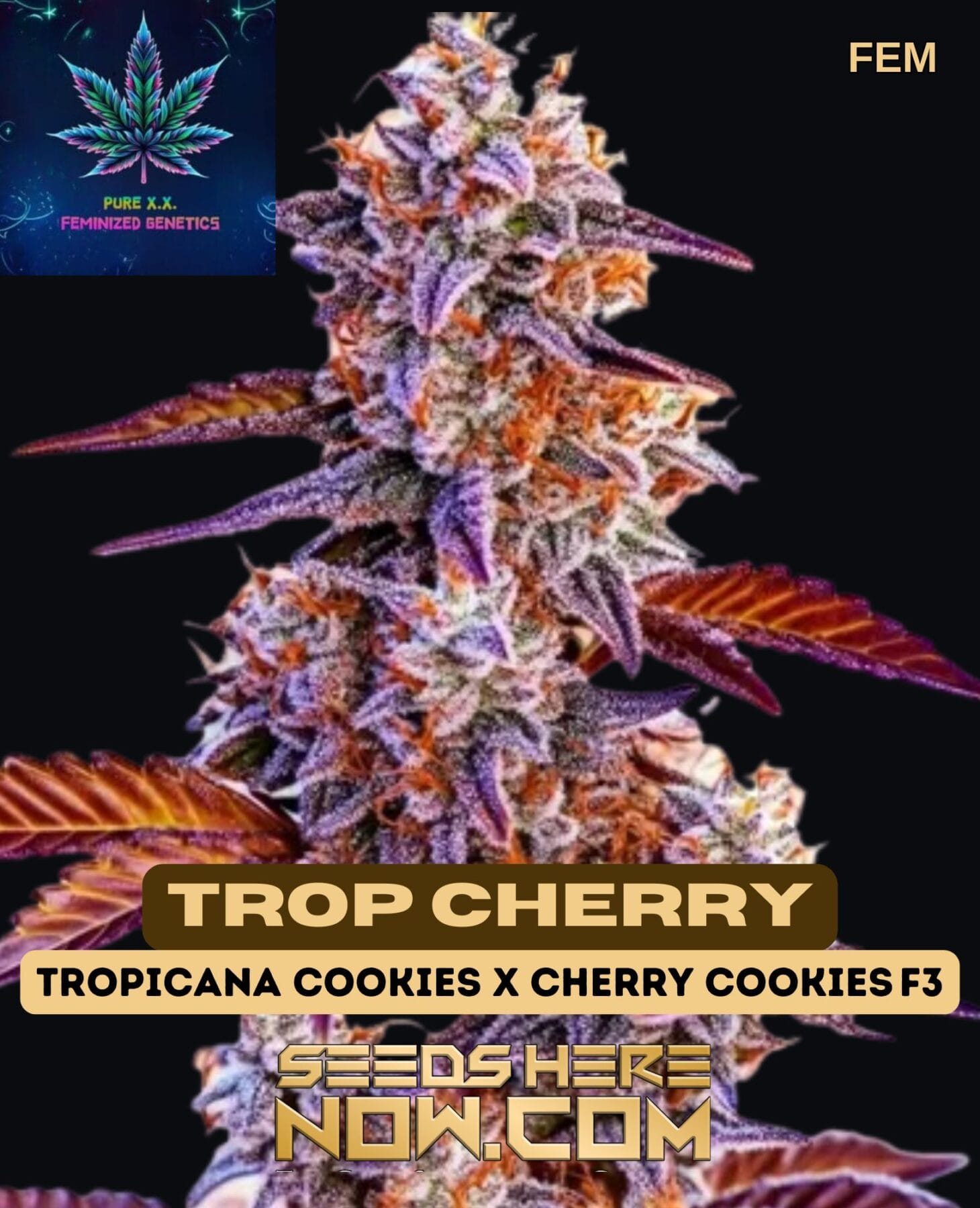 Trop Cherry (Feminized) - Pure XX