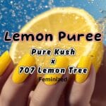 Lemon Puree (Feminized) - Raw Genetics