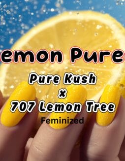 Lemon Puree Strain by Raw Genetics (Pure Kush x 707 Lemon Tree)