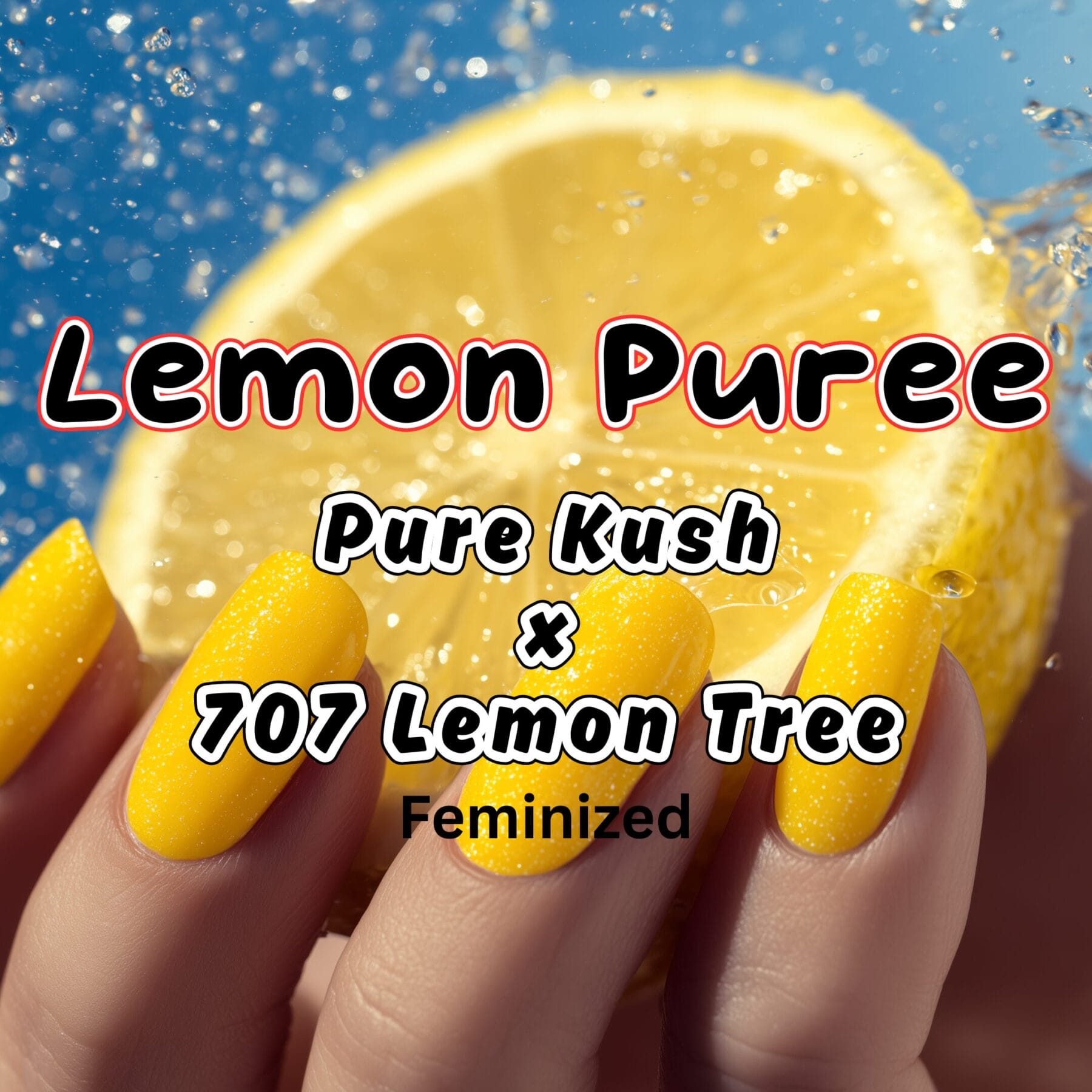 Lemon Puree Strain by Raw Genetics (Pure Kush x 707 Lemon Tree)