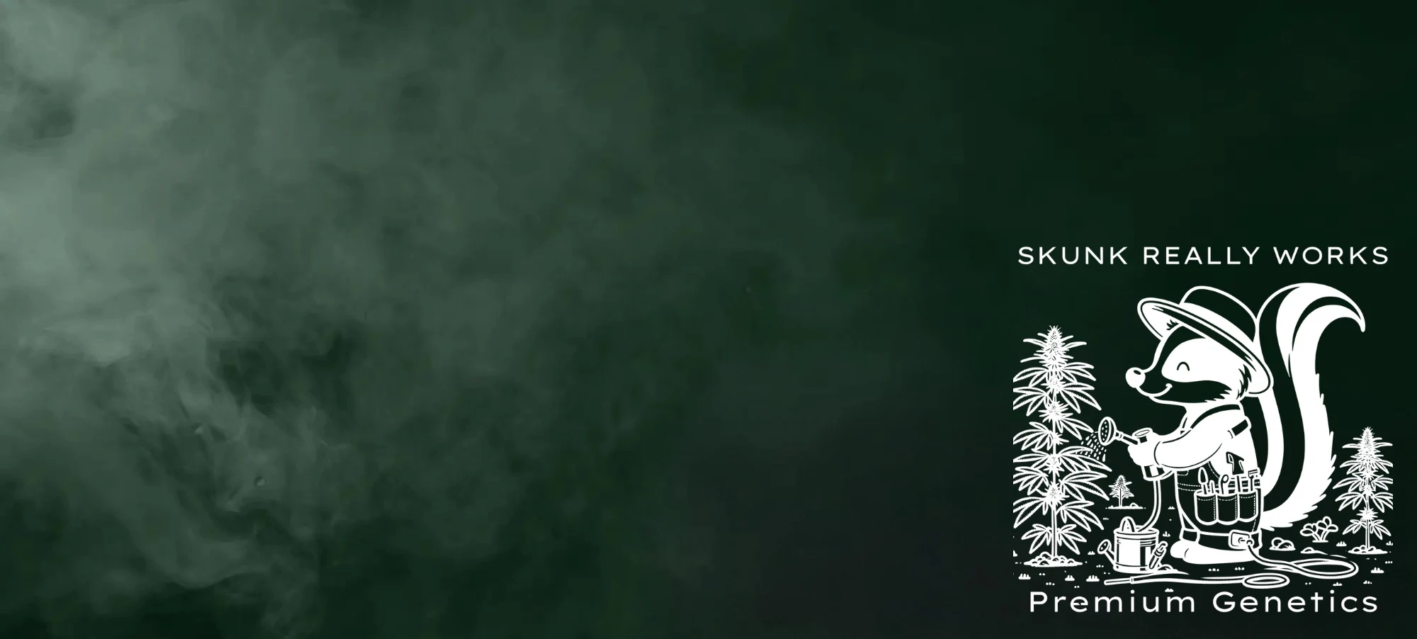 Autoflower Seeds Promotion