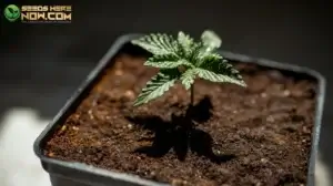Why most cannabis seeds fail