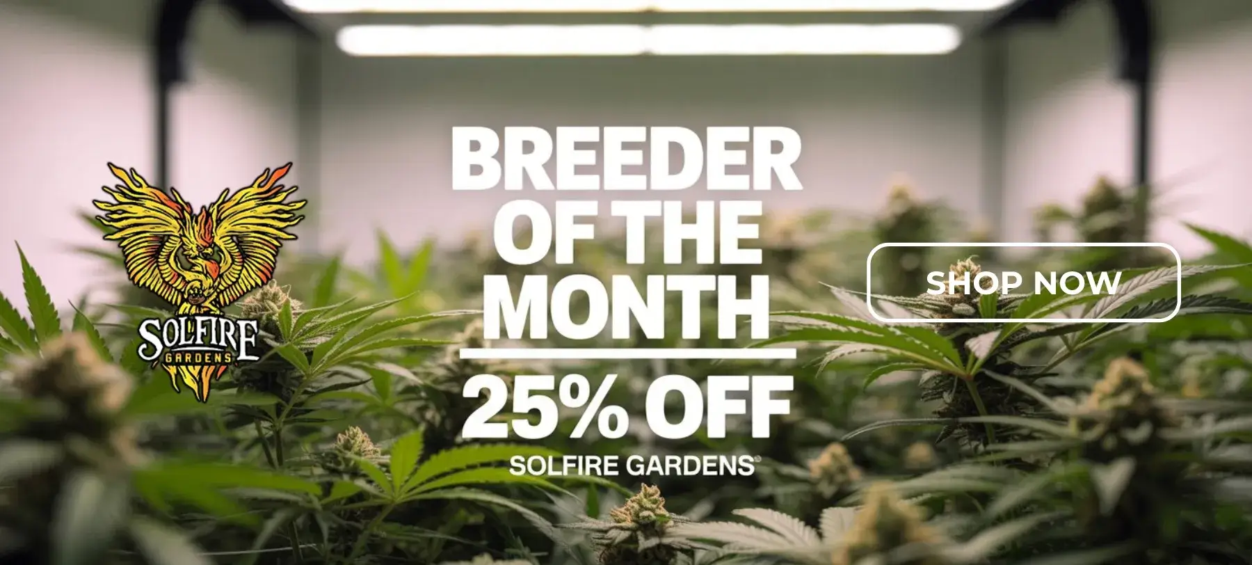 Autoflower Seeds Promotion