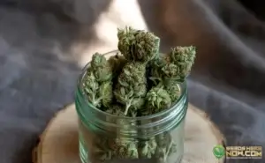 Bubblegum strain buds