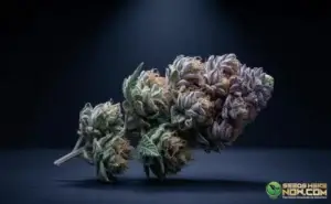 Kalika Butter strain review