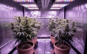 Best cannabis seeds for beginners