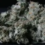 A - Train (Regular) - T.H. Seeds