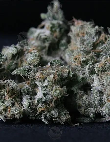 A-Train Regular Cannabis Seeds - Hybrid strain with earthy and citrus aroma