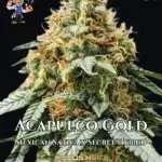 Acapulco Gold S1 (Feminized) - Dr. Blaze