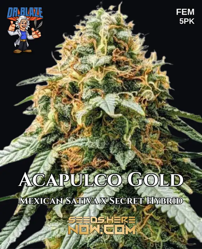 Acapulco Gold S1 Feminized Cannabis Seeds - Sativa Dominant Hybrid