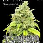 Aether (Regular) - Dominion Seed Company