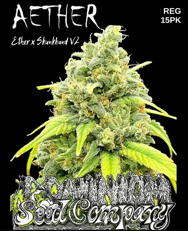 Aether Cannabis Seeds - Ether x Skunkband V2 - Regular Seeds