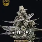 Affie OG (Regular) - Green Bodhi Genetics