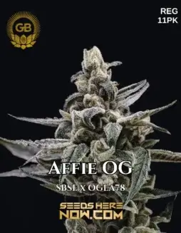 Affie OG Cannabis Seeds by Green Bodhi Genetics featuring Indica(space)dominance and earthy, pine, citrus flavors